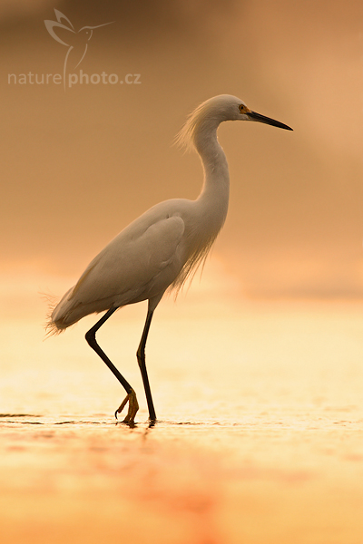 Volavka bělostná (Egretta thula)